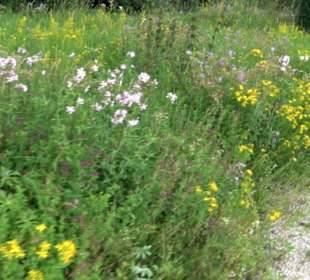 ALB-GOLD Naturgarten