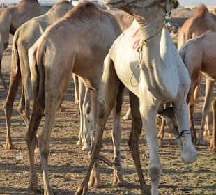 Kamelmarkt El Shalateen