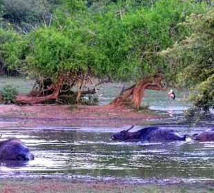 Yala Nationalpark 