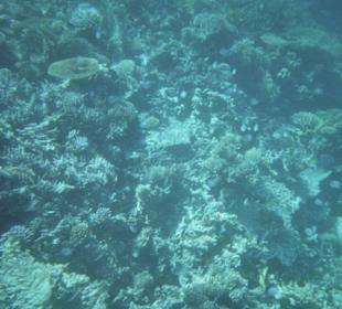 Hausriff des Fort Arabesque