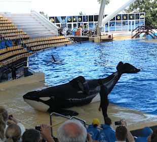 Orca Show