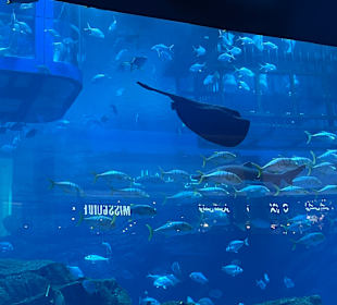 Aquarium in der Dubai Mall