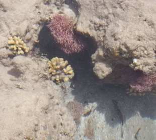 Amwaj Blue Beach Resort & Spa Abu Soma