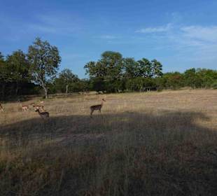 Krüger Nationalpark