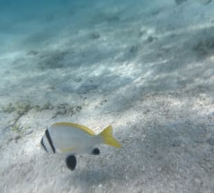 Schnorcheln Hurghada