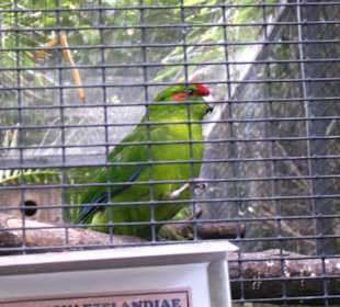 Loro Parque