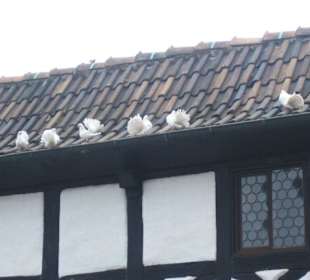 Turteltauben auf der Wartbug.