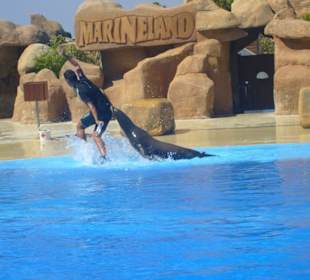 Představení lvounů - Marineland, Palafolls