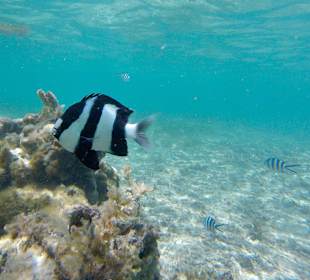 Schnorcheln Flic en Flac