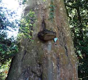 Sichtungsgarten Hermannshof