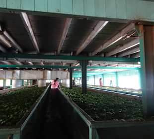 Hochland von Sri Lanka