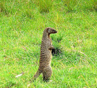 Ich bin der Wächter