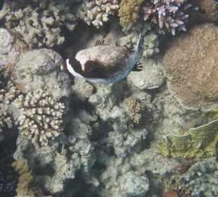 Schnorcheln am Hausriff