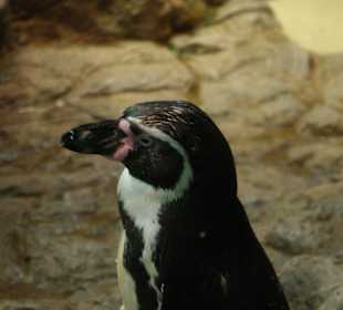 Pinguin im Loro Park