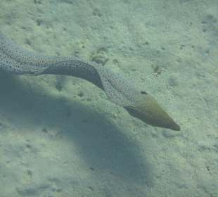 Schnorcheln beim Fort Arabesque