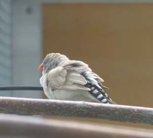 Vogelvoliere Ipthausen