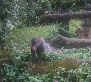 Pawian