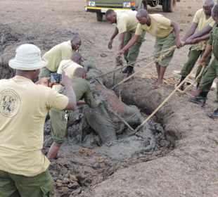 Babyfant-Rettung auf dem Weg nach Galdessa