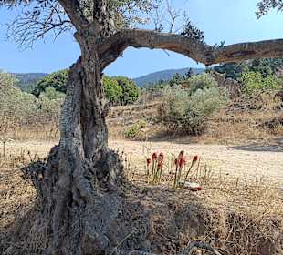 Wandern Kos Stadt