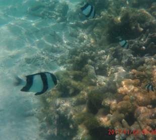 Schnorcheln Sahl Hasheesh