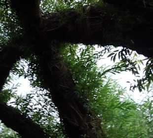 ALB-GOLD Naturgarten