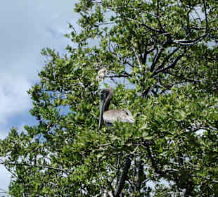 Bootstour durch die Mangrovensümpfe