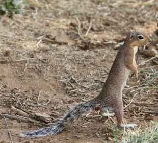 Erdhörnchen