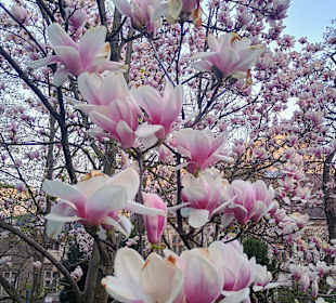 Der Garten des Cafés 