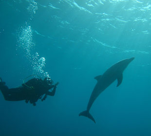 Tauchen mit Delfinen