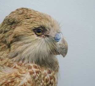 Rundgang durch das Zoologische Museum Kiel