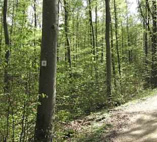 Wanderweg Firstwaldrunde