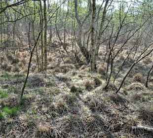 Impressionen aus der Gellener Torfmöörte