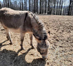 Wild- & Erlebnispark Daun 