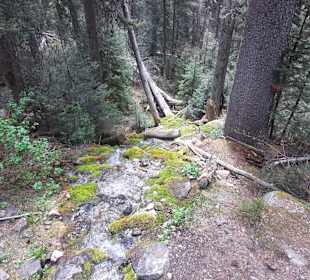 ....und urigem Wald...