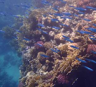 Unterwasserwelt bei Sharm el Naga