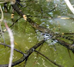 Krokodilbaby in den Mangroven