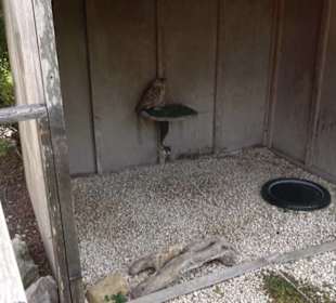 Malta Falconry Centre