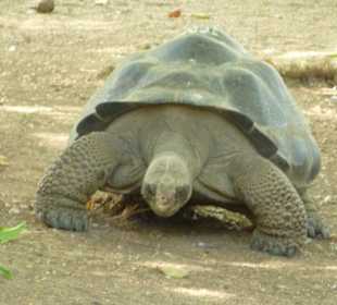 Galápagos Riesenschildkröte