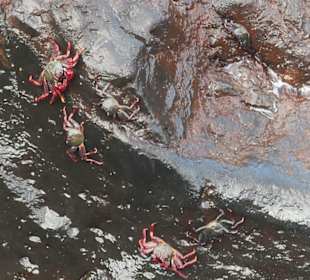 Krebse an der Küste von Puerto de la Cruz