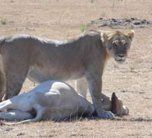 Viel zu schleppen !!