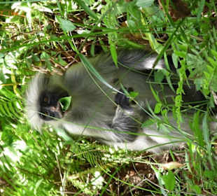 Ausflug in den Jozani National Park