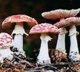 Modell Fliegenpilz  amanita muscaria