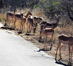 Impalas