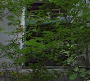 Zakład dla Nerwowo i Psychicznie Chorych Żydów Zofiówka