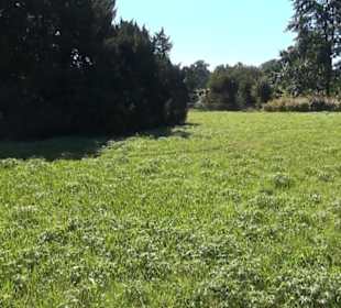 Wildblumenwiese - Berggarten