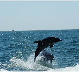 Schnorcheln Makadi Bay - Delfintour 