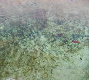 Afrykarium