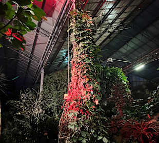 Modno Verde Halloween