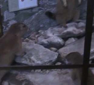 Naturhistorisches Museum