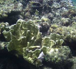 Unterwasserwelt am Strand Catalonia Riviera Maya